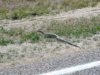 The first snake sighting of the trip.  About 4 feet long.